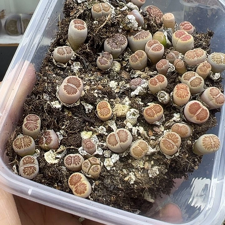 440下播福利带奔呢
