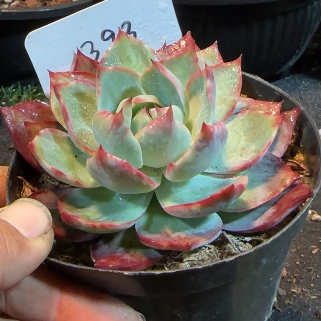 惊鸿一物一拍包装收缩花旱393