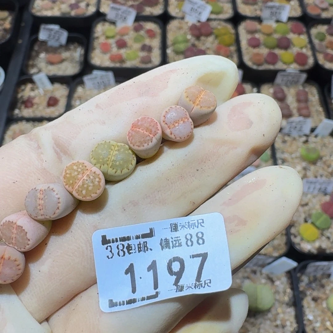 小***乖Ssss精品生石花1197