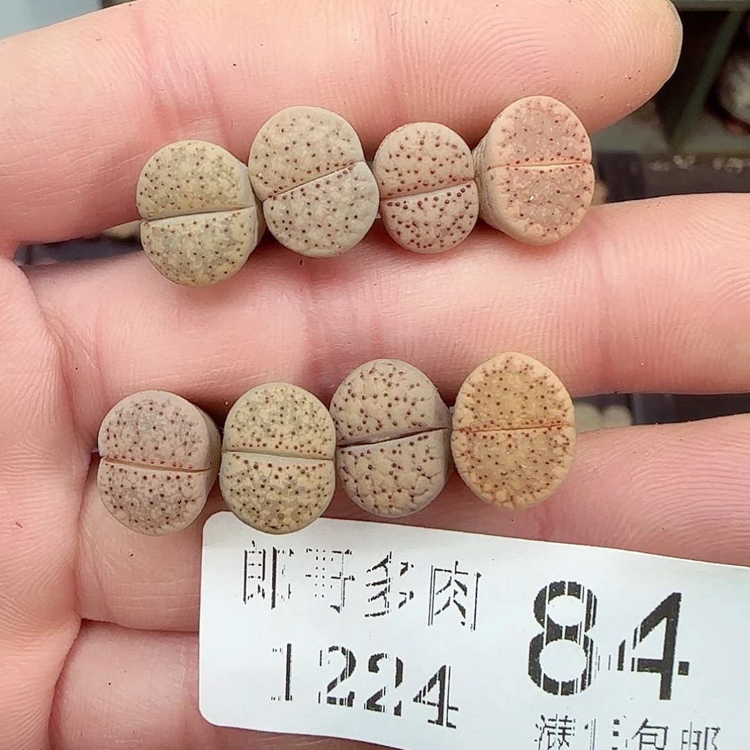 1满满18包邮1224-84