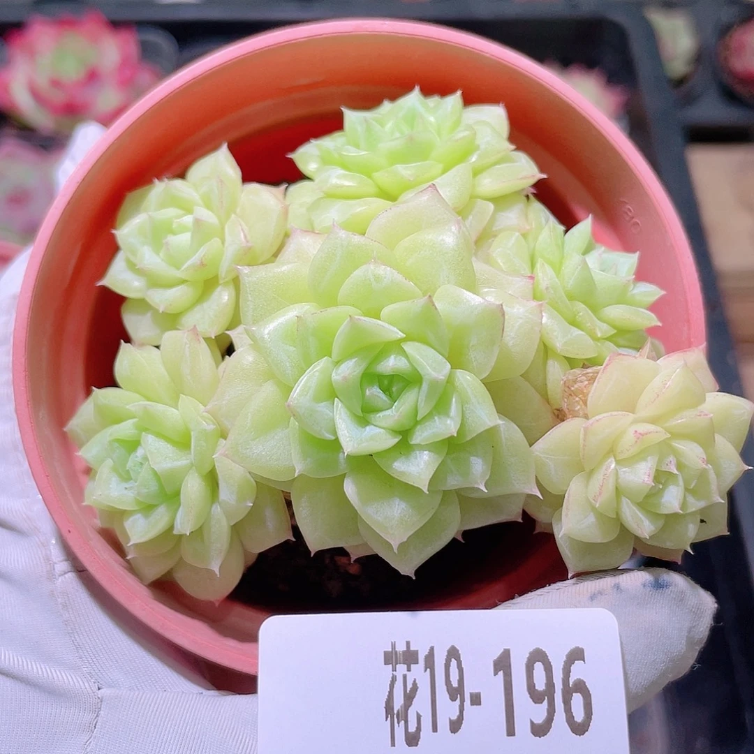 花利美19-196白天鹅