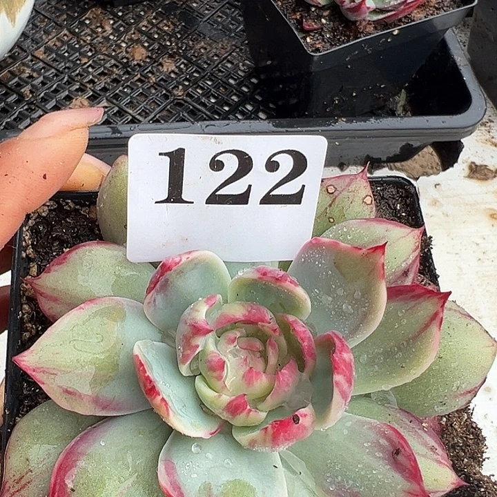 惊鸿惊鸿惊鸿 122叶展 10默认裸根发货