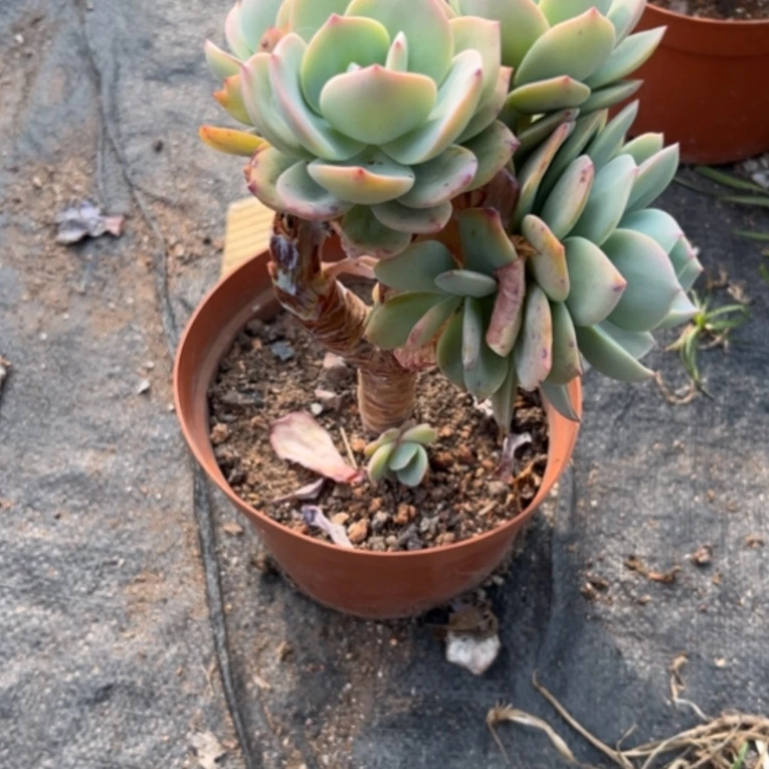 【闪购商品】?****?白凤