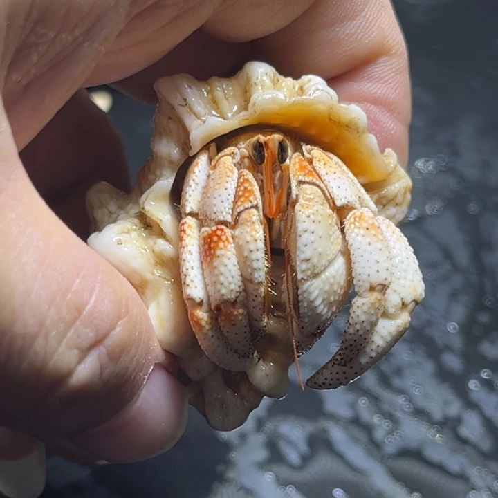 闪9号毛球2.3口径