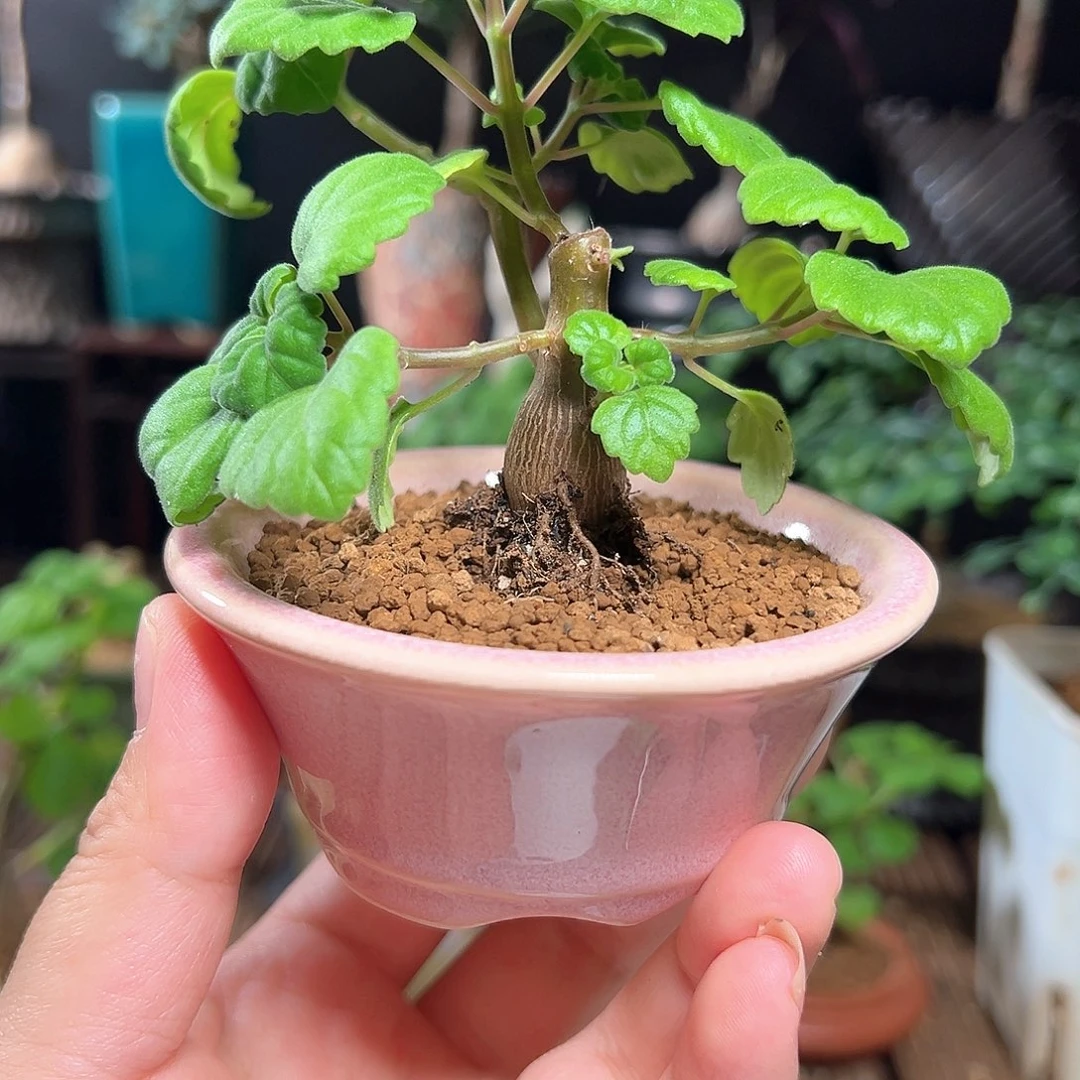 赛***娜爱氏延命草带盆包邮