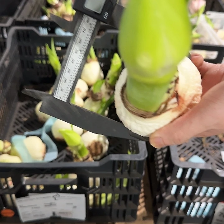 神奇石竹8公分左右大花箭