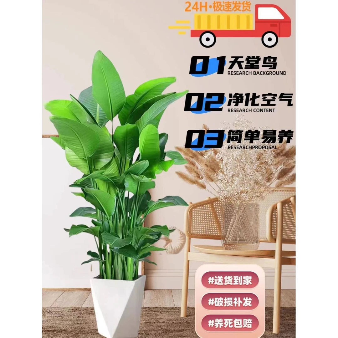 天堂鸟盆栽绿植大型室内客厅花卉大叶植物办公室好养活四季鹤望兰