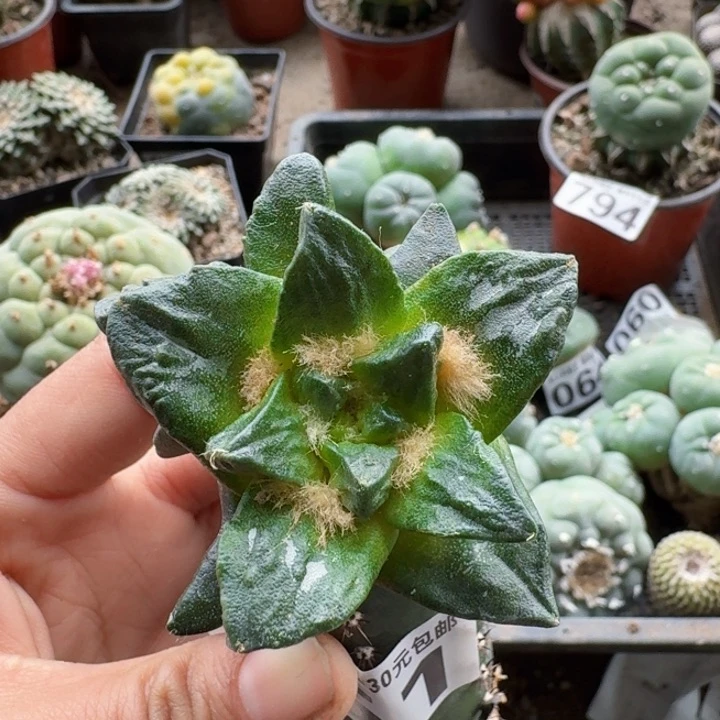 051双头仲永大尤龙角牡丹