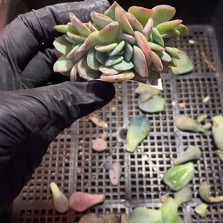 陈***莉白凤缀化 多肉植物.9.27号左右发