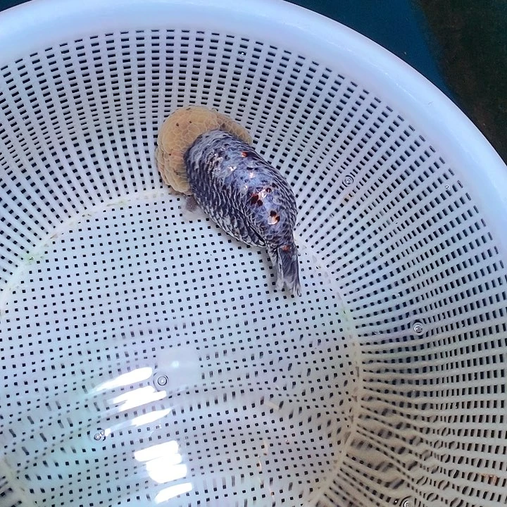 海水兰寿麒麟金鱼
