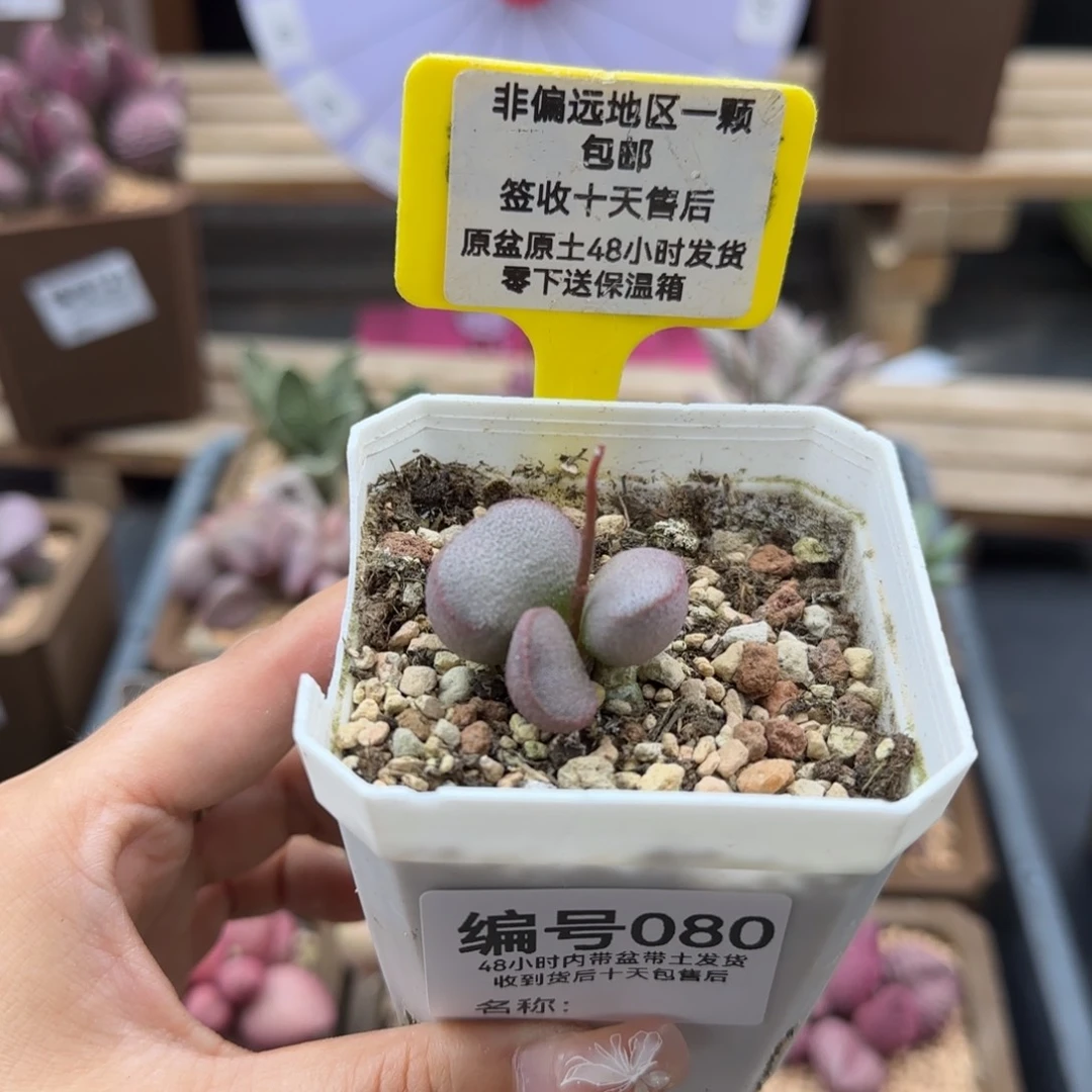 080玲珑多肉植物