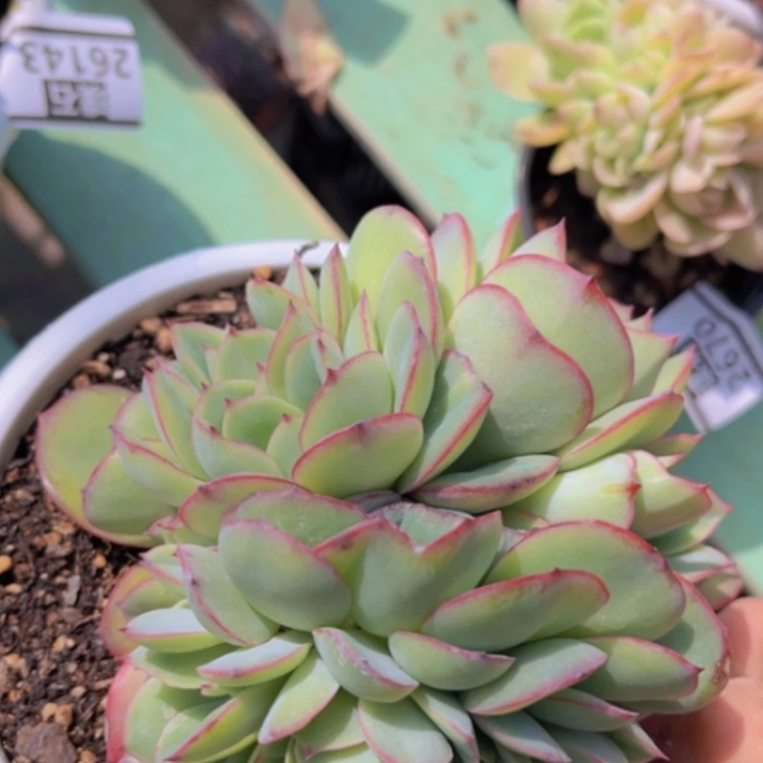 【闪购商品】牡丹亭缀26144