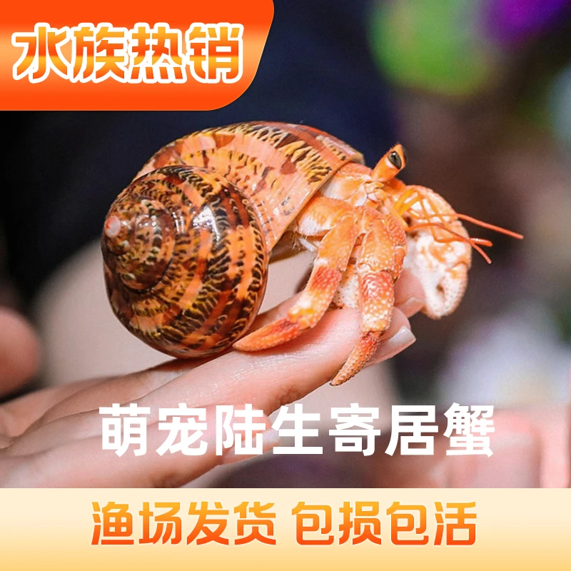 寄居蟹活体｜活体宠物蟹｜桌面生态缸｜懒人宠物｜儿童科普观察｜萌宠