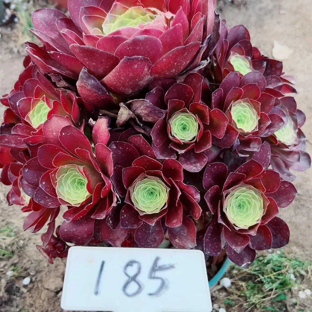 多肉植物梅金法师