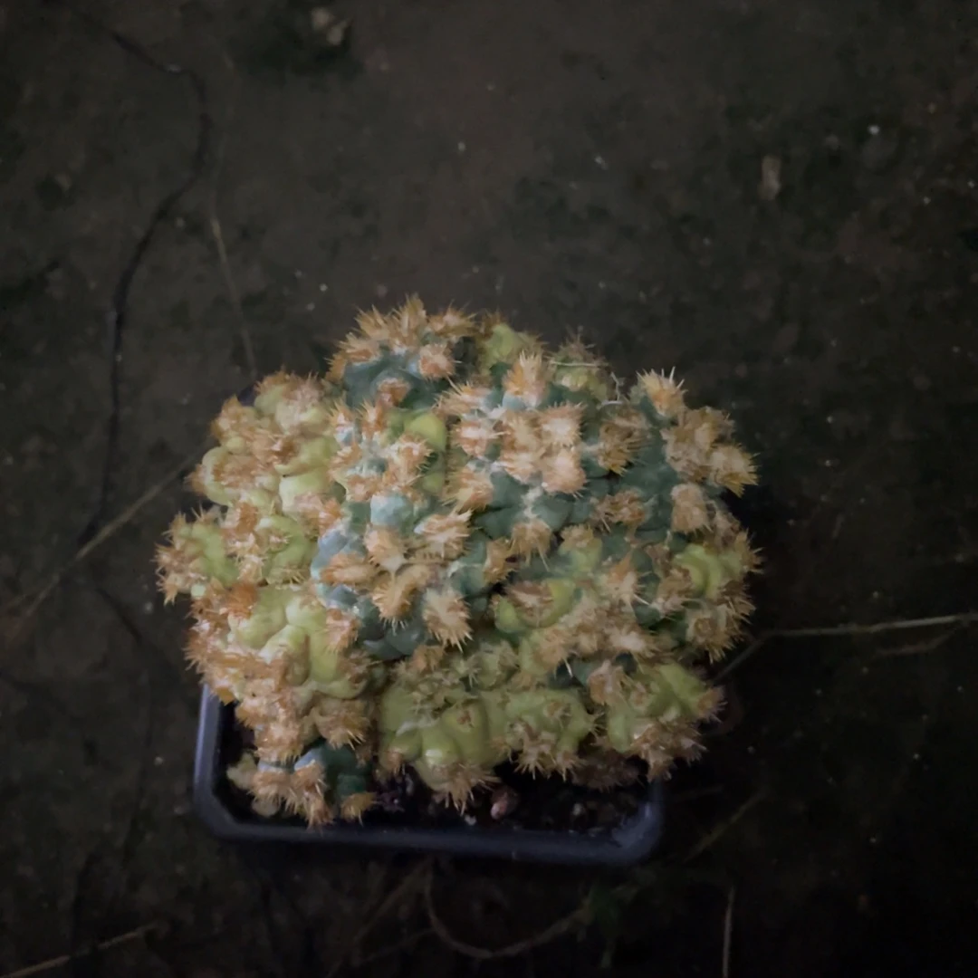 三角接象芽刺缀锦群