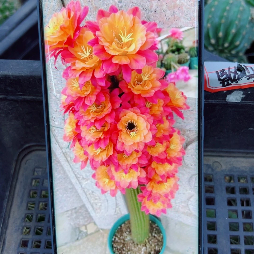 下70金妞时光歪无根侧芽5公分左右20包邮