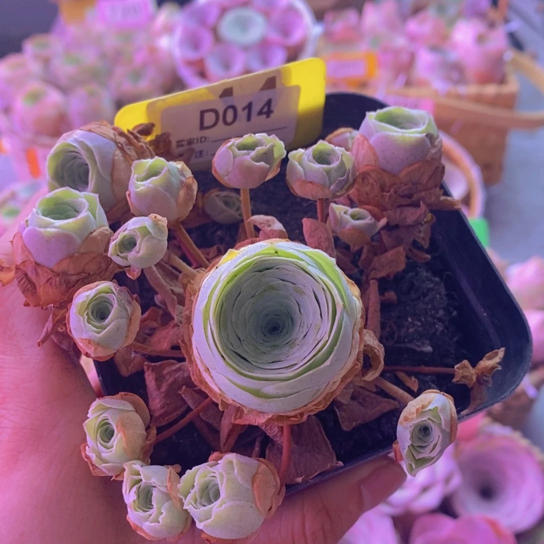 D014风铃 脱土裸根发货