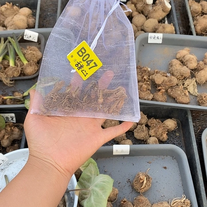 甜心裸球B047禁退不售后