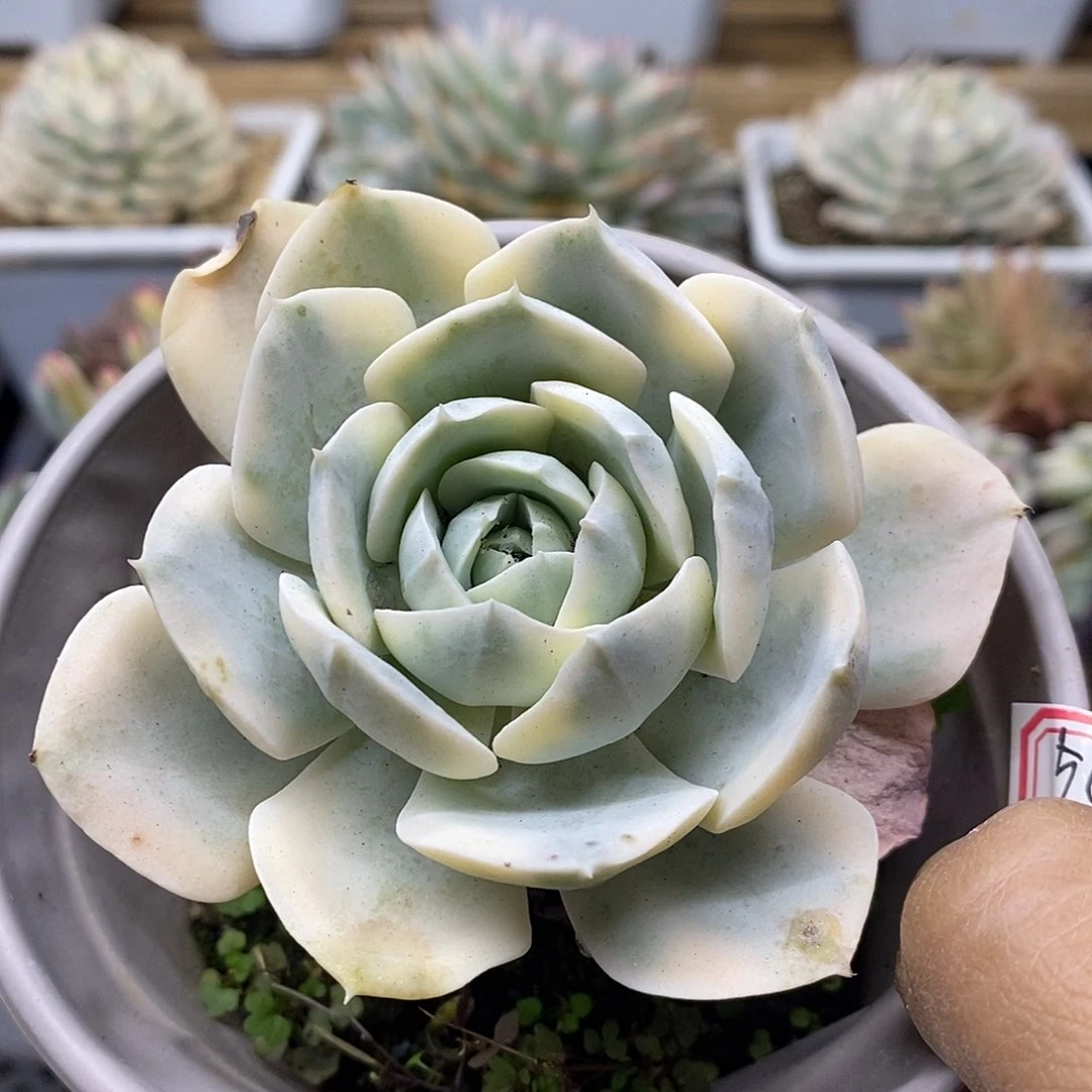 2556 精控鲁氏锦