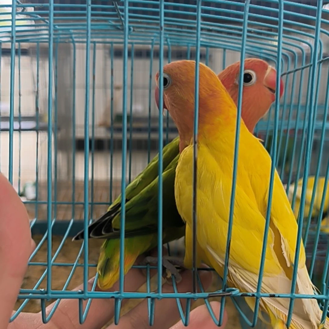 桃脸牡丹鹦鹉黄金丝+绿金丝