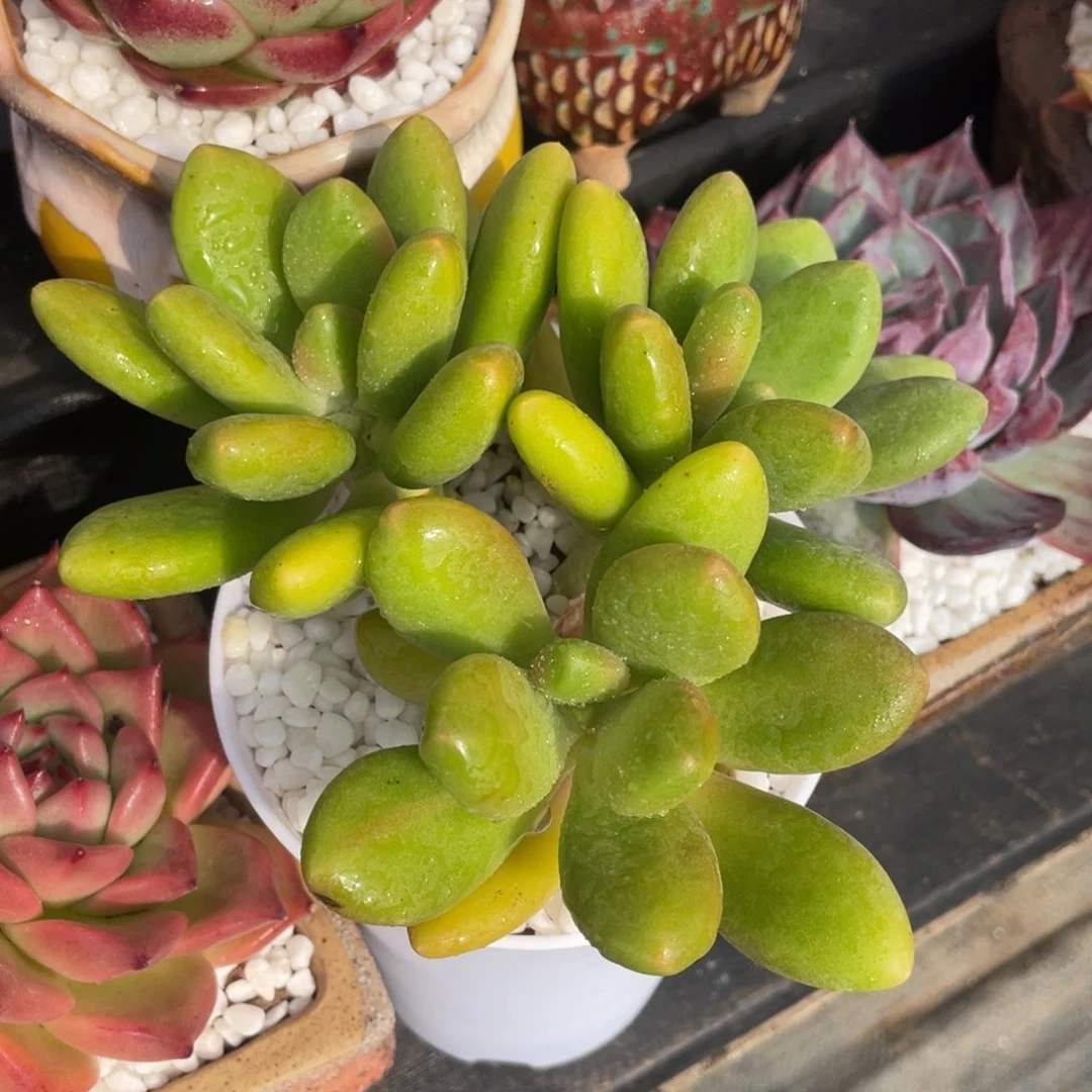 芒果奶多肉植物盆