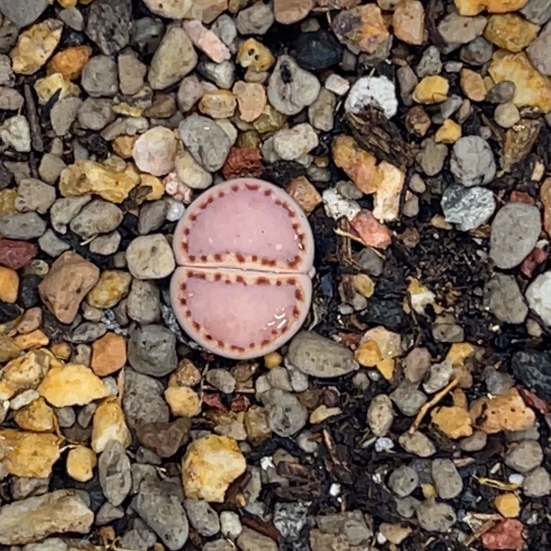 2472粉饼1尺寸1.0