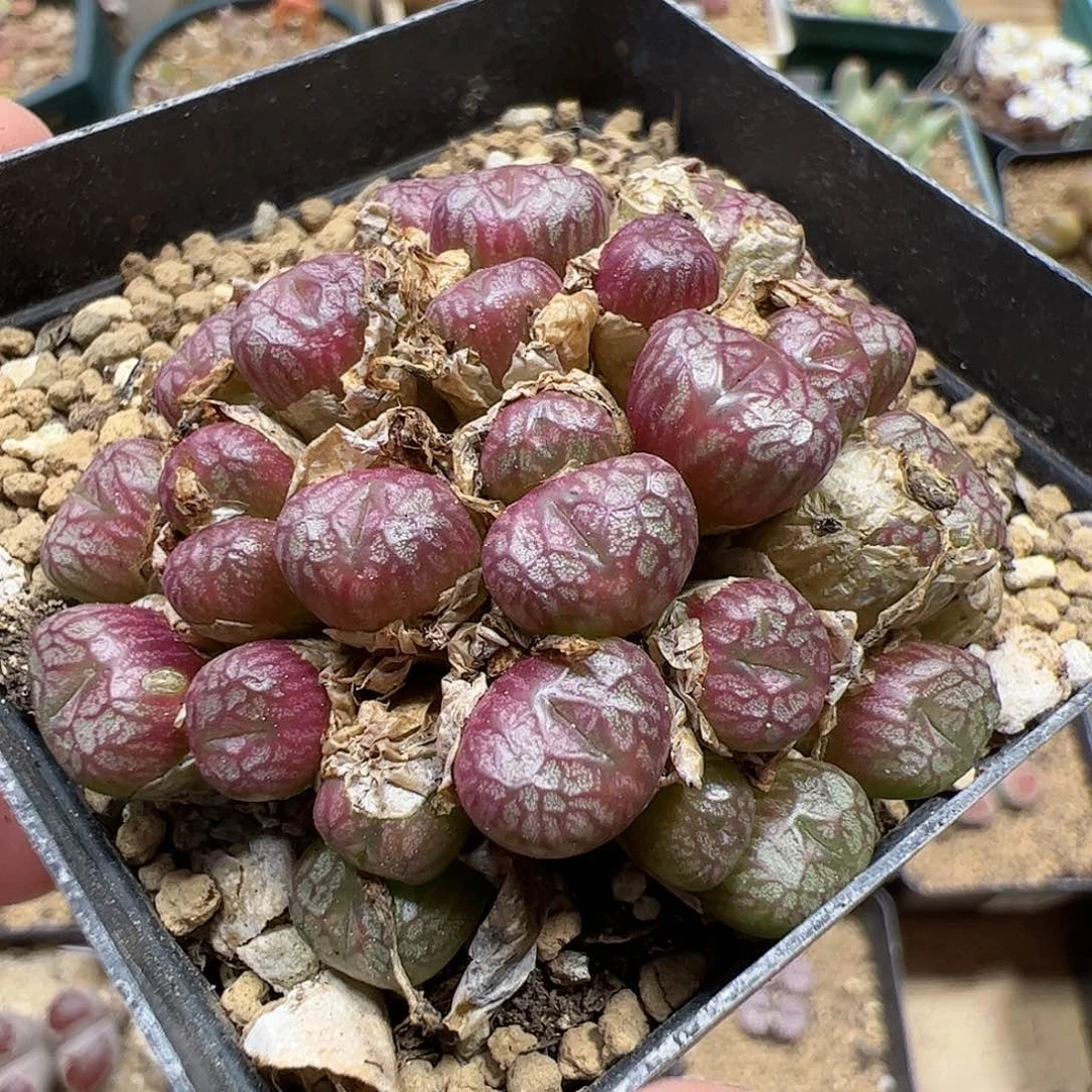 【闪购商品】382 送奶杂