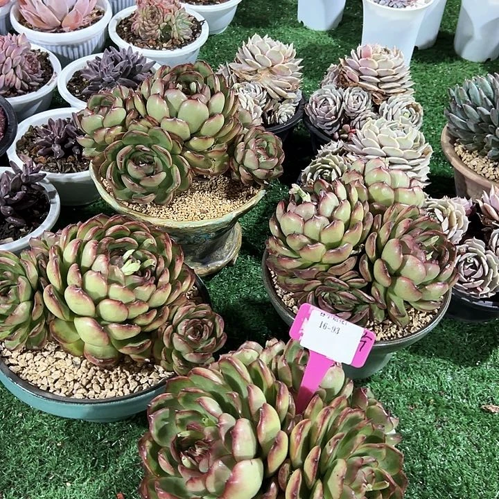 16.93万宝群一个