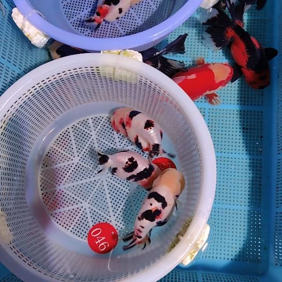 沐***馨金鱼135兰寿三只特价顺丰包邮