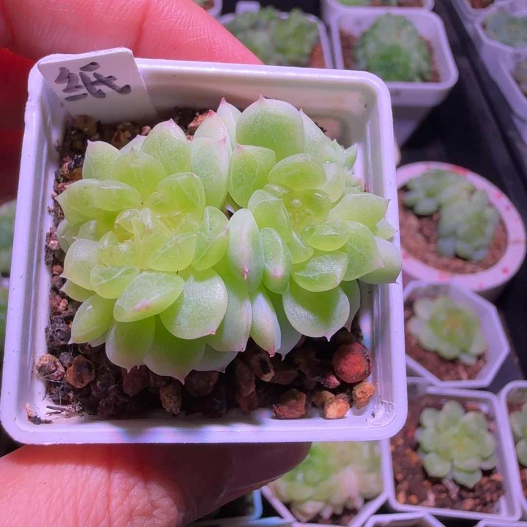 齐***齐补差价纸鸢甜心群生不包整