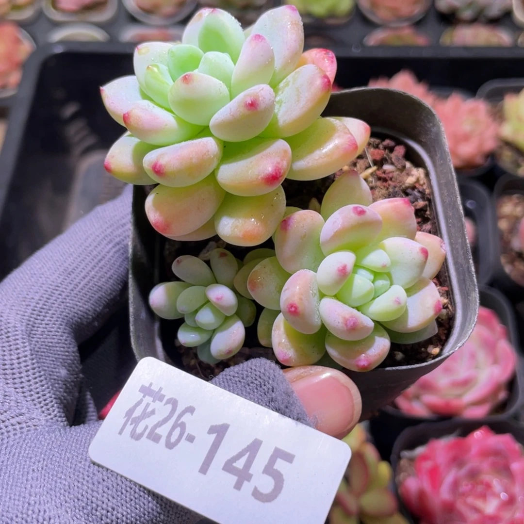 花利美26-145罗琦