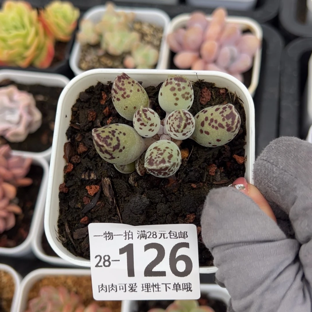 海豹会掉叶子不售后