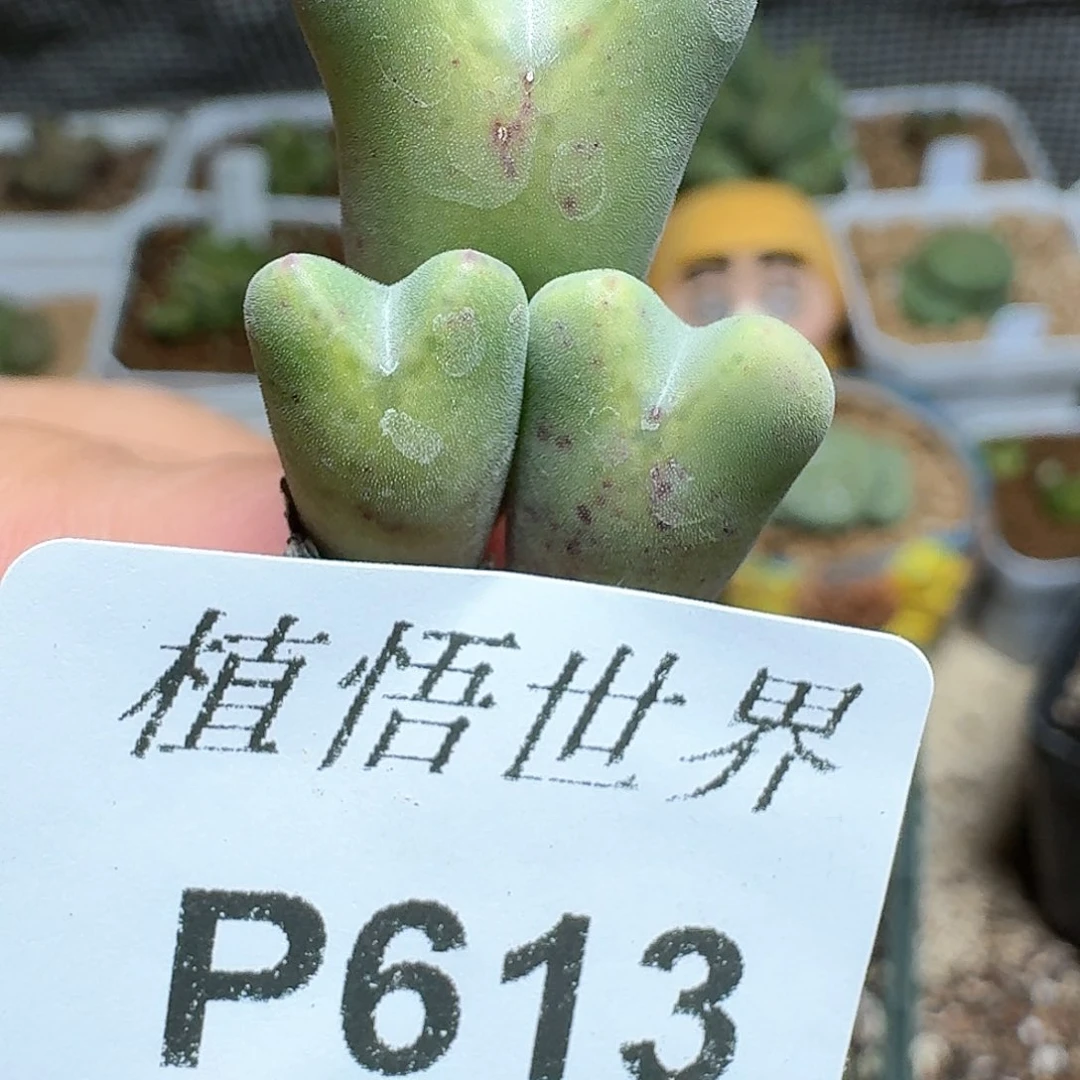 613号多肉植物哇f g