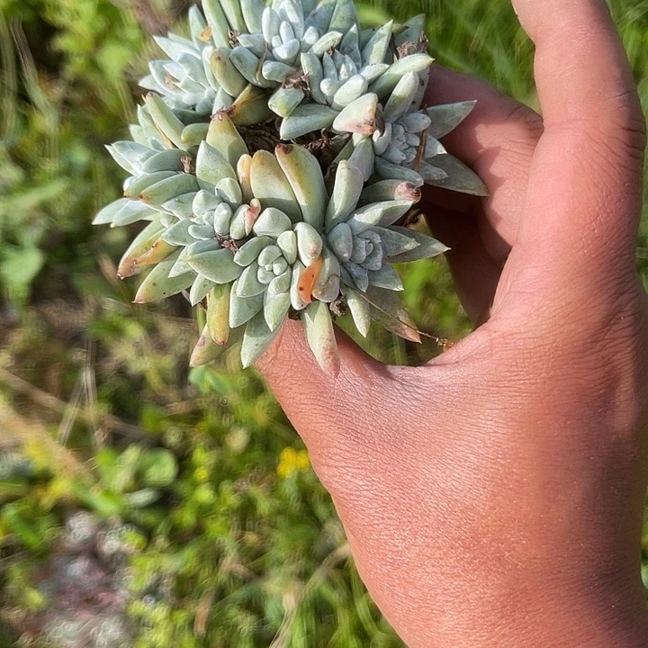 仙女杯系列多肉植物