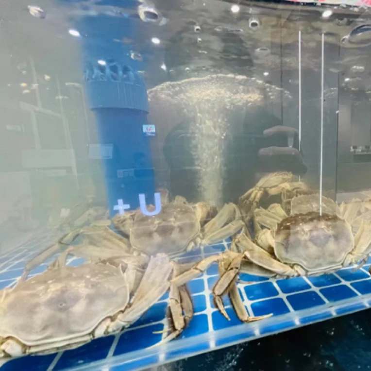 全黄母蟹1两左右大小500g一份