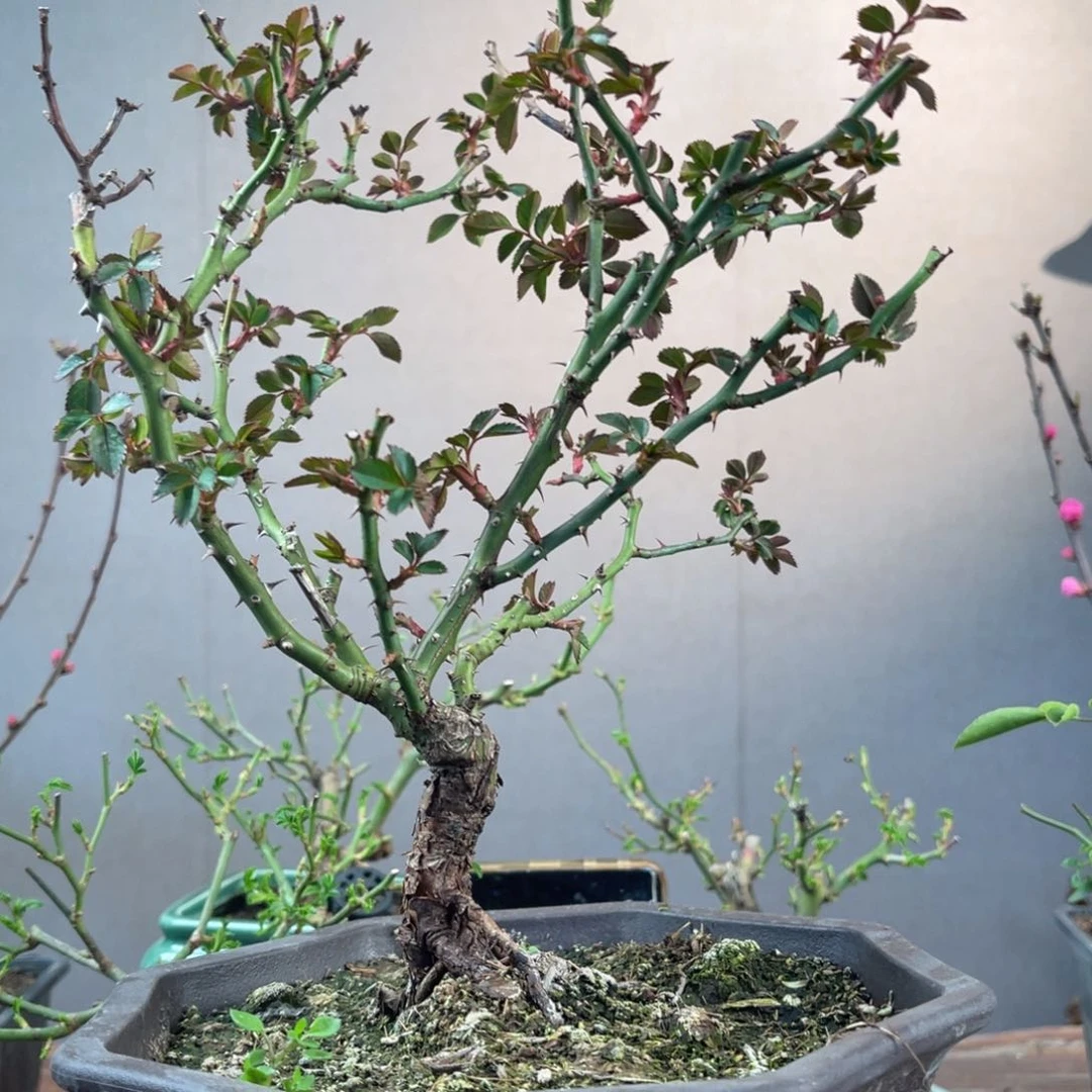 微月季盆景11111111花**?