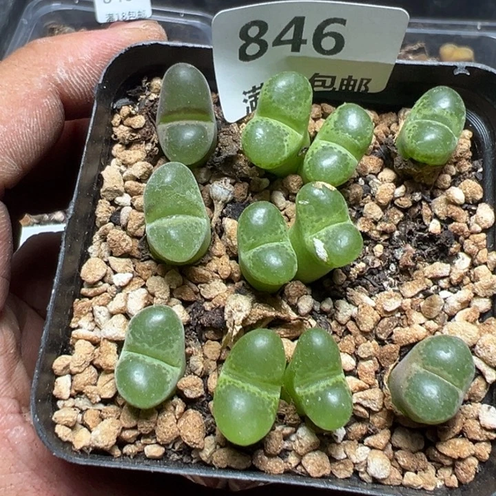 【闪购商品】 846。