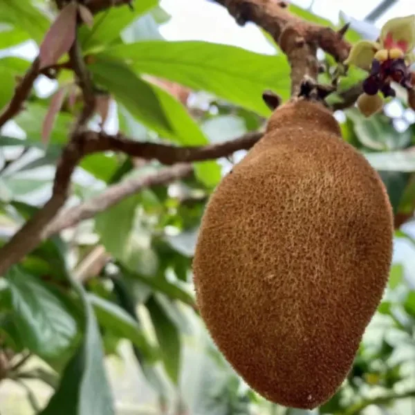 【古布阿苏果】树苗耐寒新品种南北方种植当年结果古布阿苏果树苗