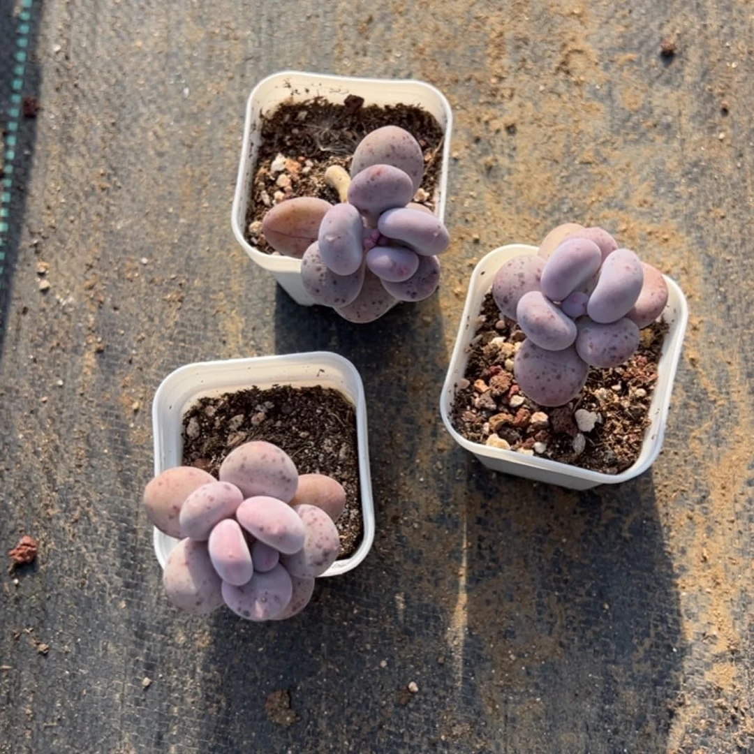 彩虹奶叶片有麻子到手2颗