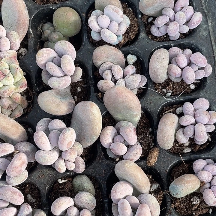 鸡蛋发5颗满18包邮