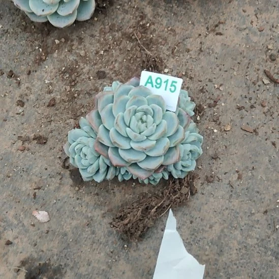 么****哈哈哈哈哈哈哈哈915