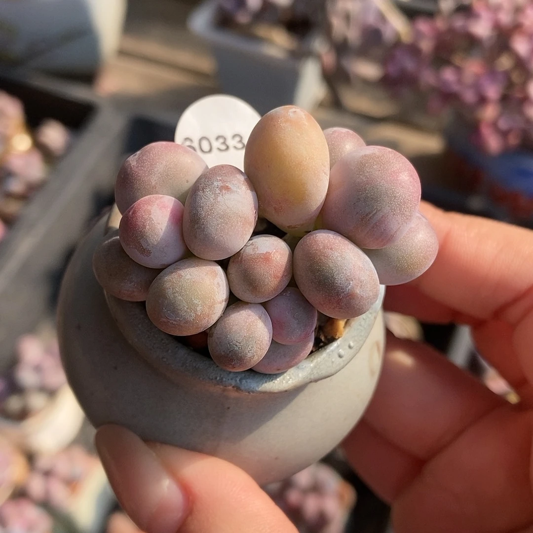 6033蛋黄奶酪带盆土