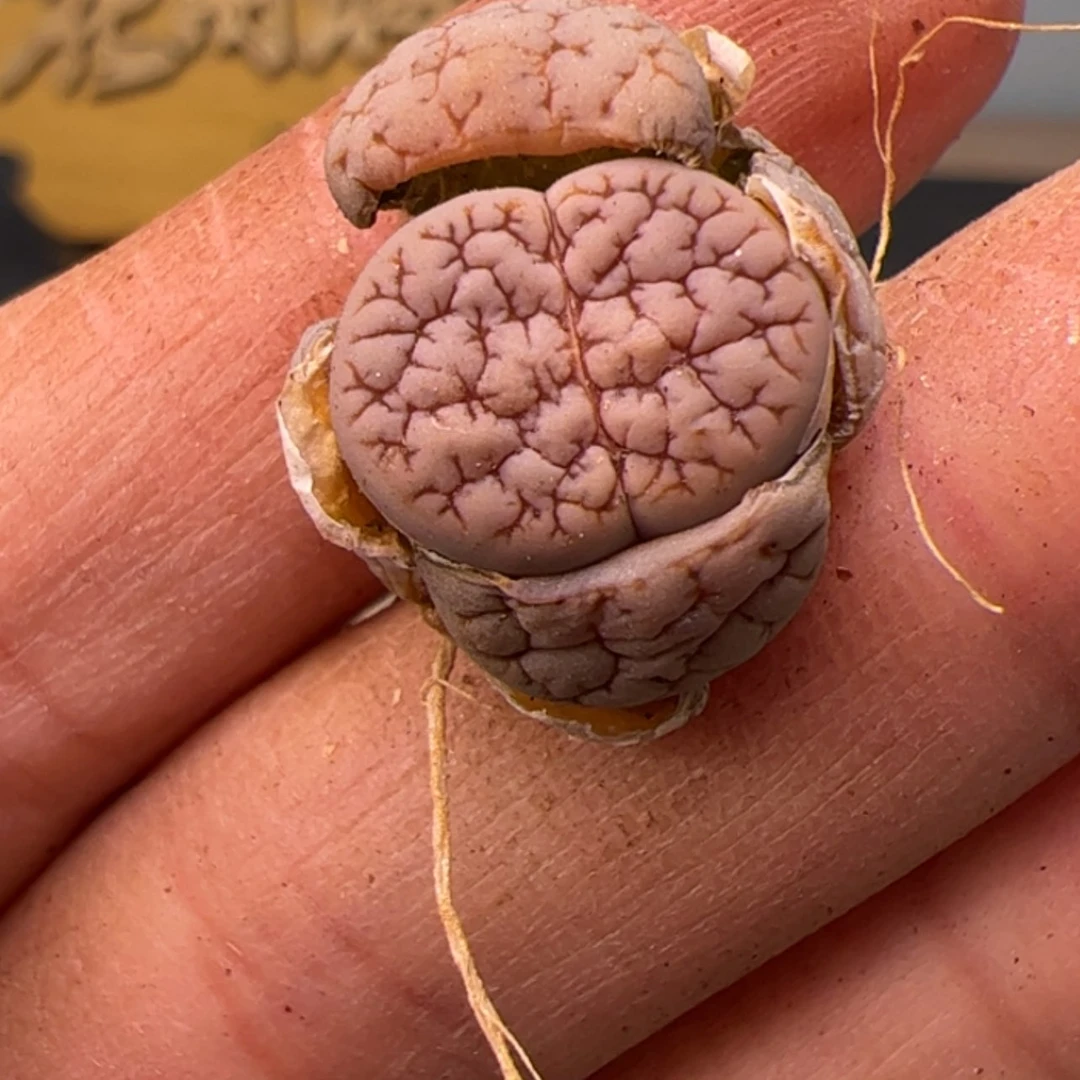 【闪购商品】000000014