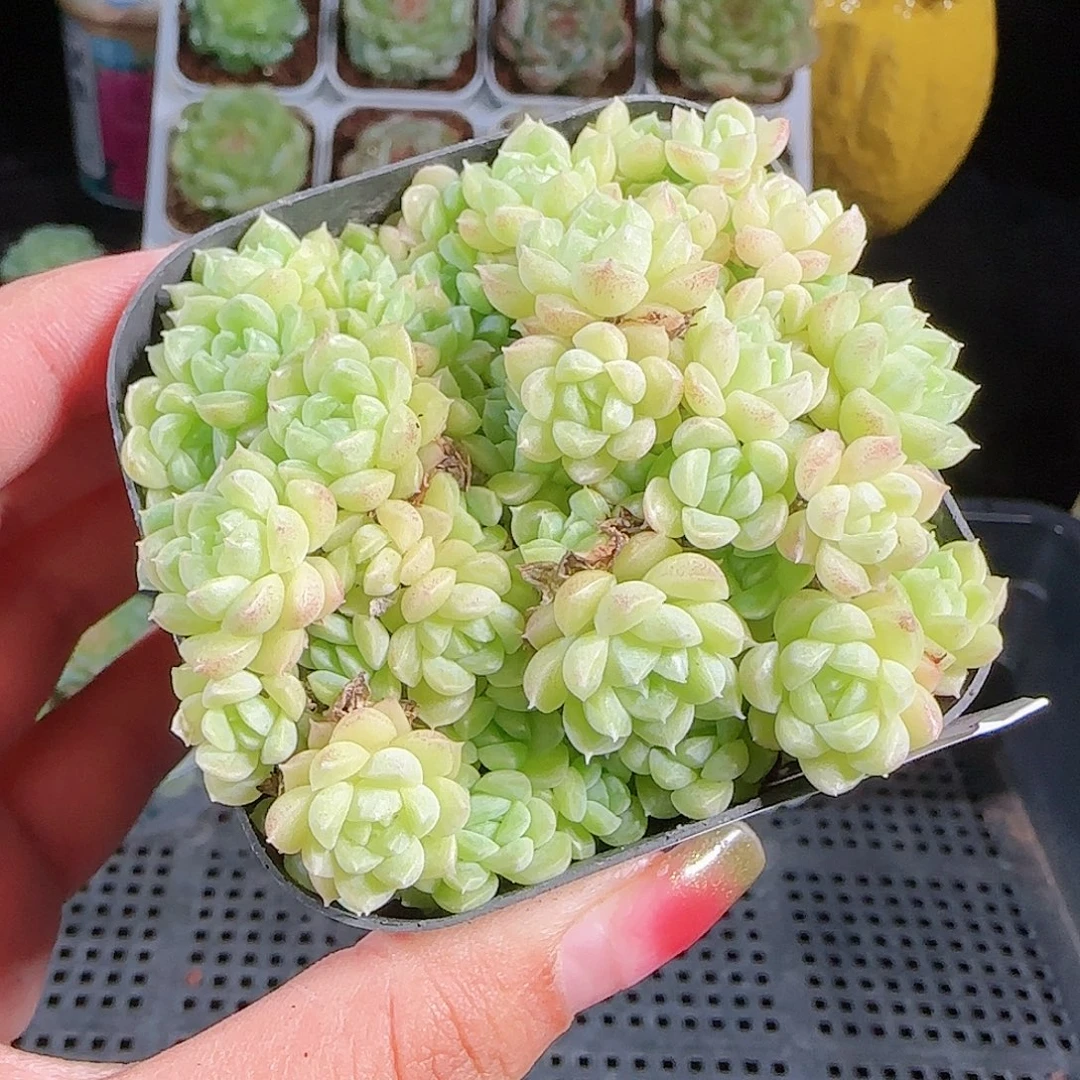0927-105麦秆优选不包整