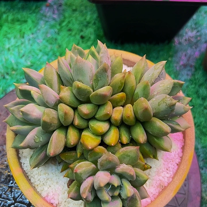 红象牙群多肉植物