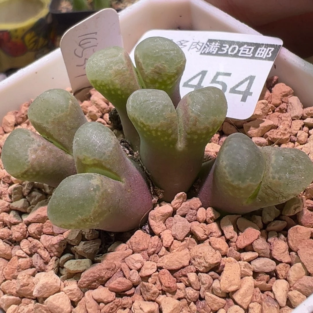 多肉植物11111111111