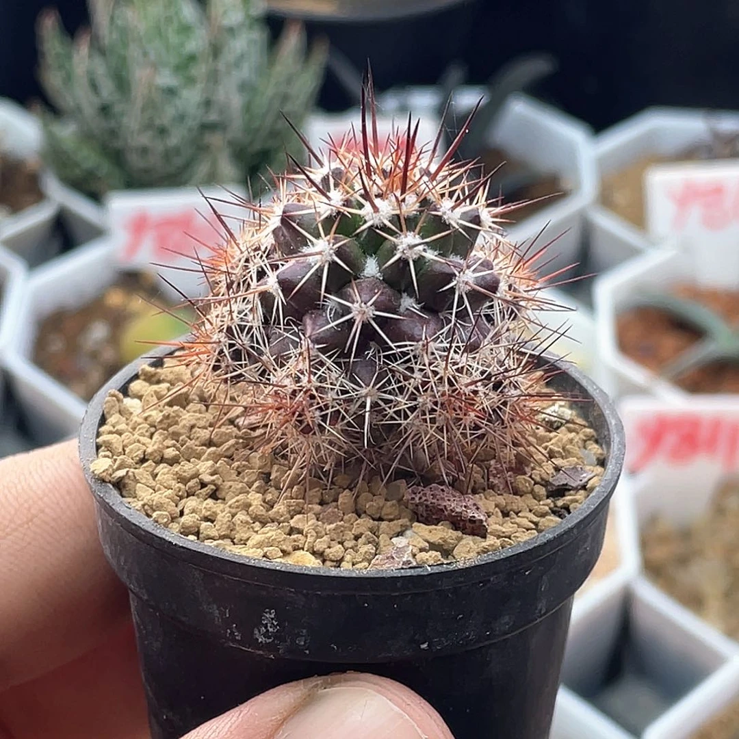 实生紫皮雪顶宝塔丸仙人球