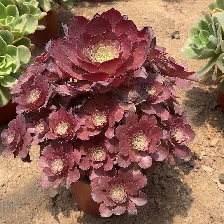 多肉植物法师魅金23