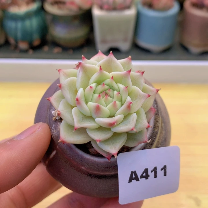 一物一拍满38包邮A411