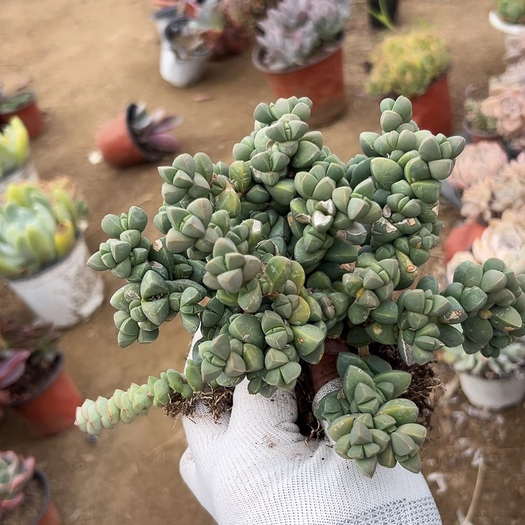 多肉植物鹿角海棠